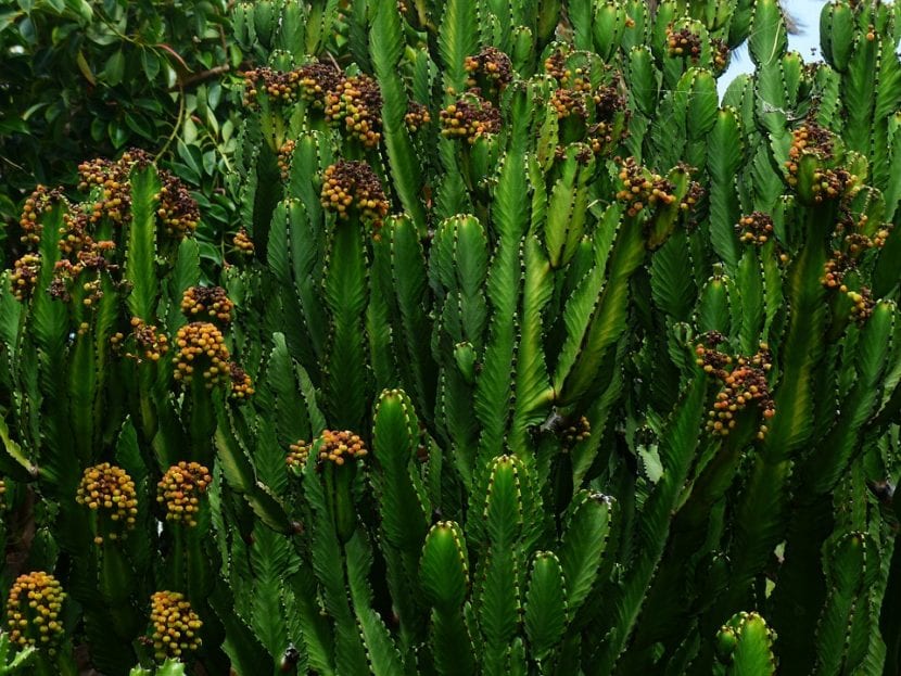 Euphorbia trigona en flor