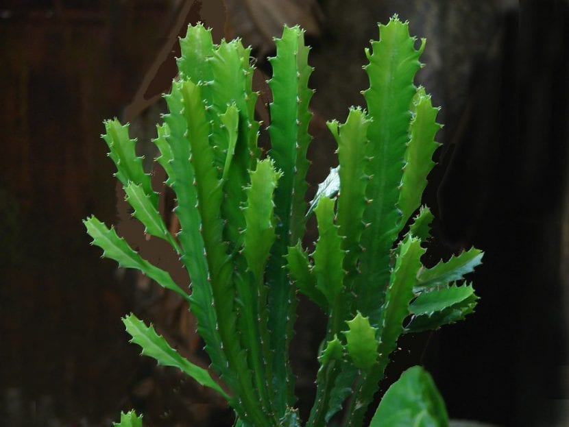 Vista de una Euphorbia trigona joven