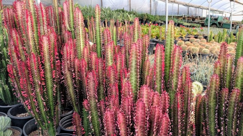 Vista de la Euphorbia trigona 'Rubra'