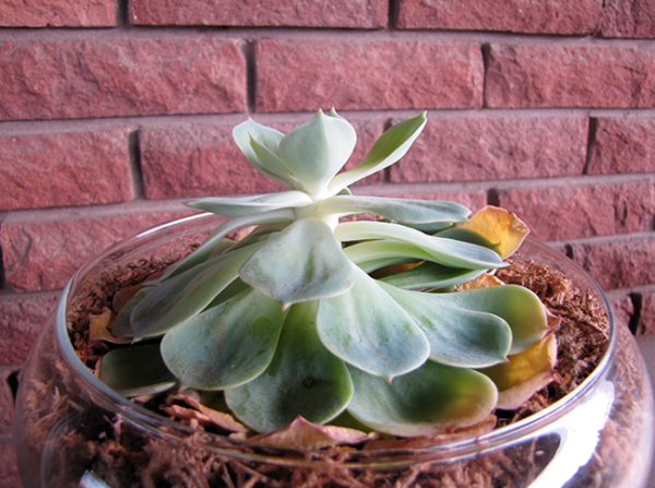 Guía de cuidado de Echeveria