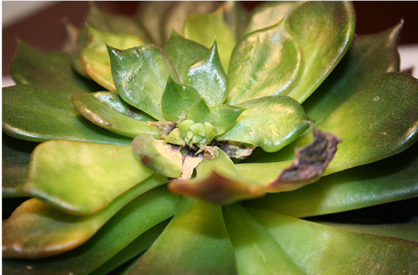  cuidado de Echeveria