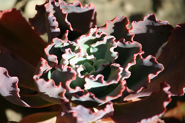 Guía de cuidado de Echeveria