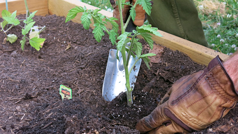plantar-tomate-trasplante