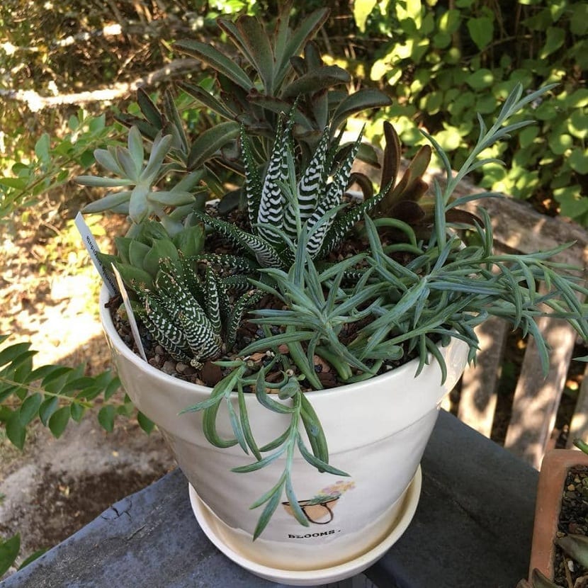 Haworthia fasciata en jardines