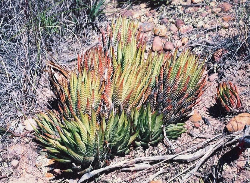 Haworthia fasciata en su habitat natural
