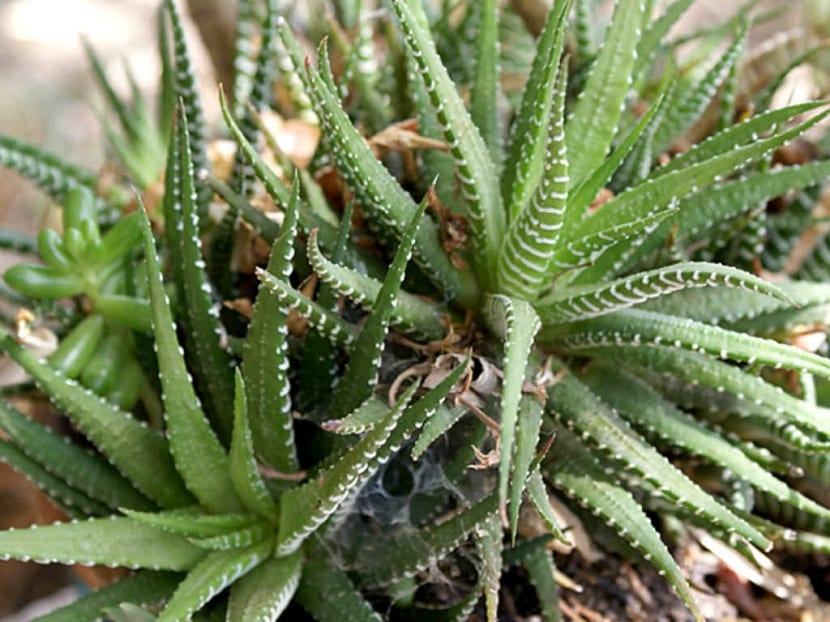 planta cebra