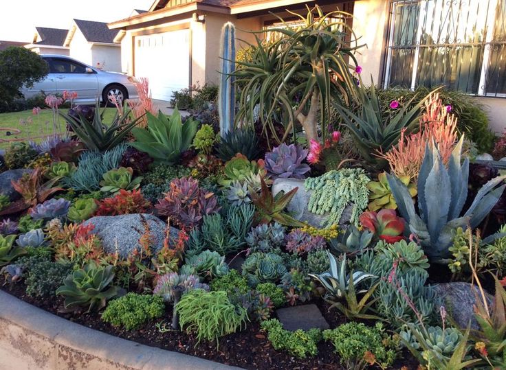 JARDINES CON SUCULENTAS Y CACTUS