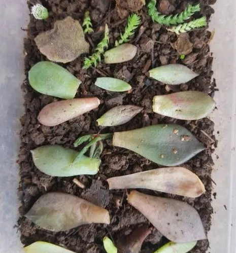 propagación de kalanchoe