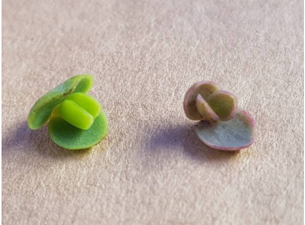 Kalanchoe daigremontiana: