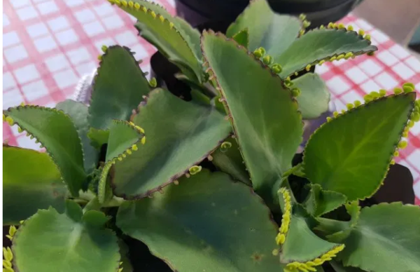 Kalanchoe daigremontiana: