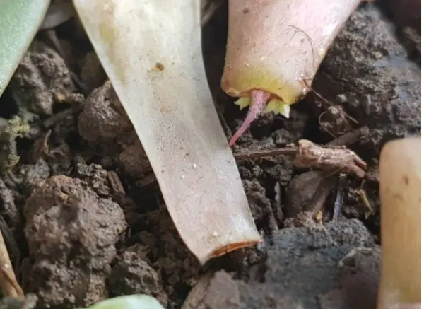 Propagación kalanchoe humilis