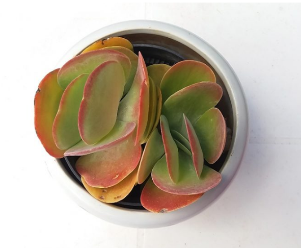 Kalanchoe Luciae