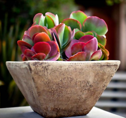 Kalanchoe Luciae