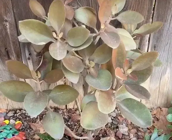 Kalanchoe orygalis 