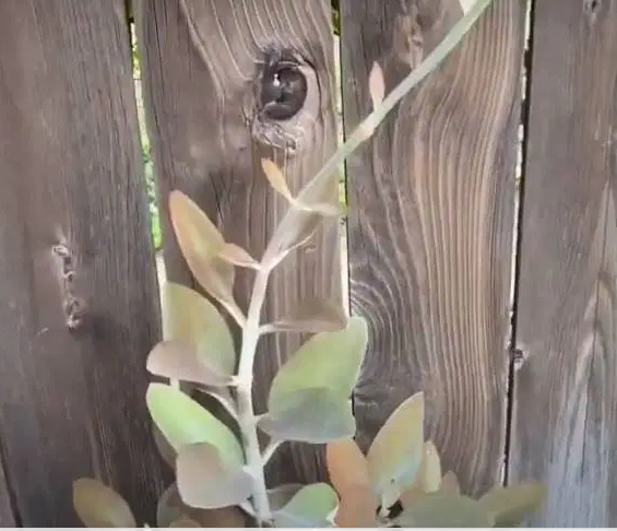  Cuidado de la planta  cucharas de cobre