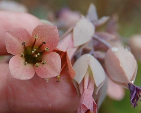 Riego Kalanchoe Rosei  