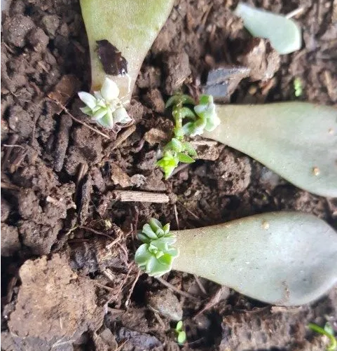 Propagación de Kalanchoe sexangularis