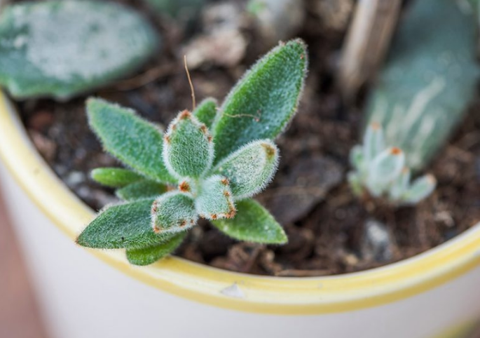 Propagación de suculentas Kalanchoe Tomentosa