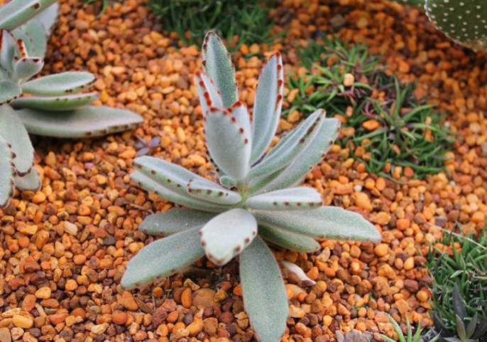 Guía de plantas de Kalanchoe