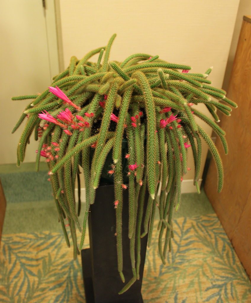 Disocactus flagelliformis