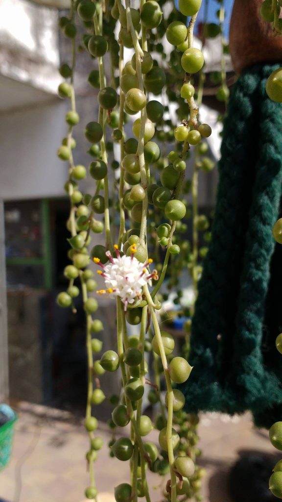 senecio rowleyanus