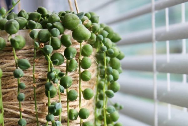 La Planta cadenas de perlas está muriendo