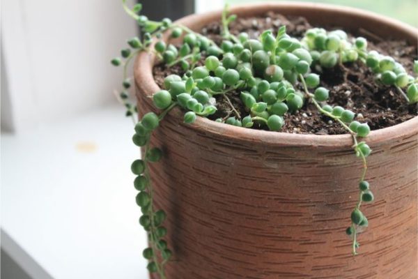 La Planta cadenas de perlas está muriendo