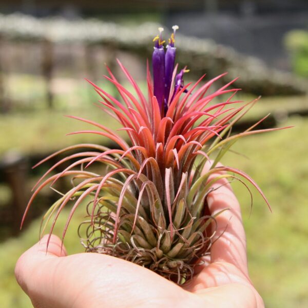 Planta de aire Tillansia Ionantha 