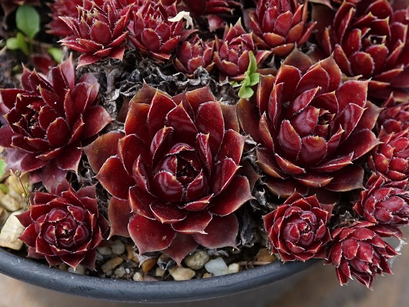 Sempervivum 'León rojo