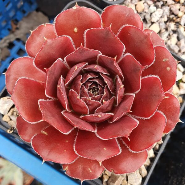 Sundae de chocolate Sempervivum Heuffelii