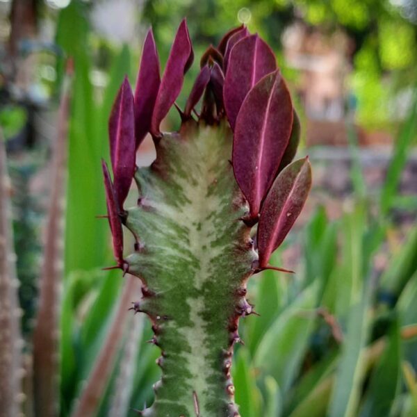 Euphorbia Trigona Royal Red