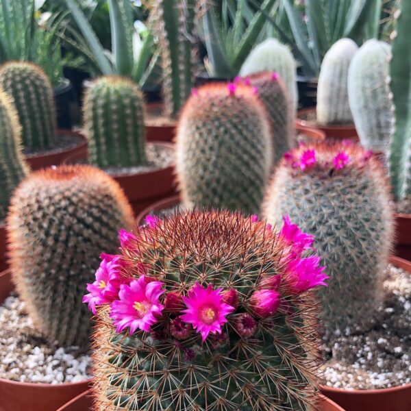 Mammillaria Spinosissima Irlandés pelirrojo