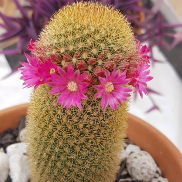 Mammillaria Spinosissima Irlandés pelirrojo