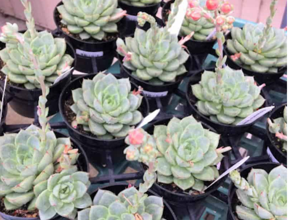 Echeveria Elegans 'Bola de nieve mexicana'