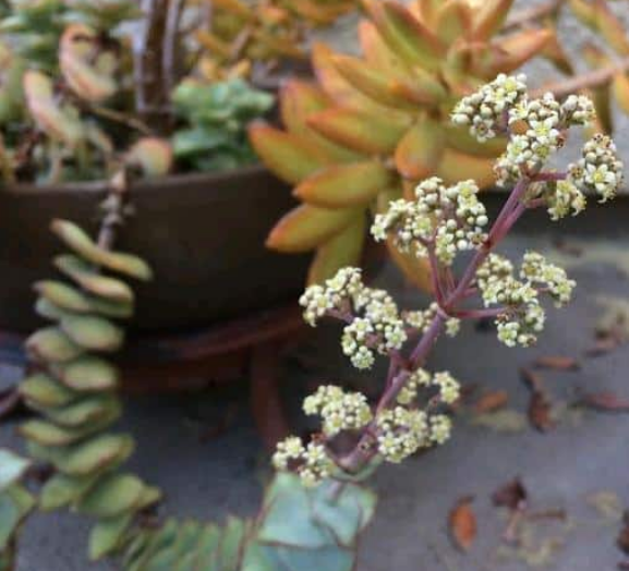 Crassula Perforata 'Cadena de botones'