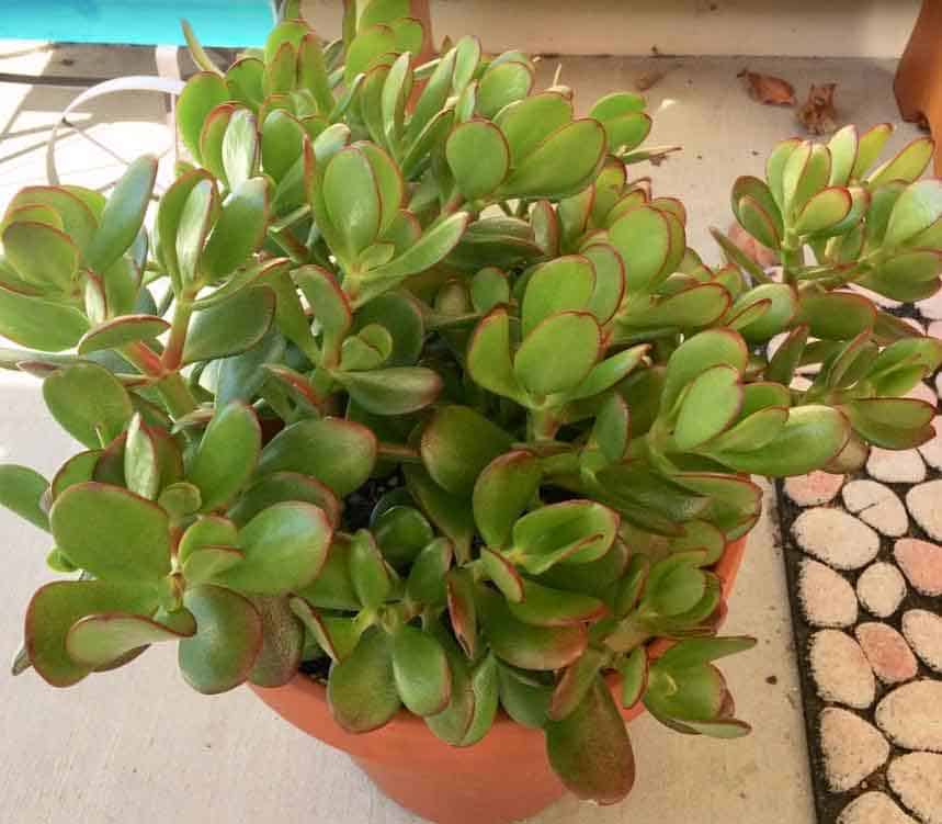 Crassula Ovata (Planta de Jade)