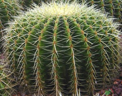 Ferocactus