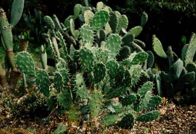 Opuntia (nopal)