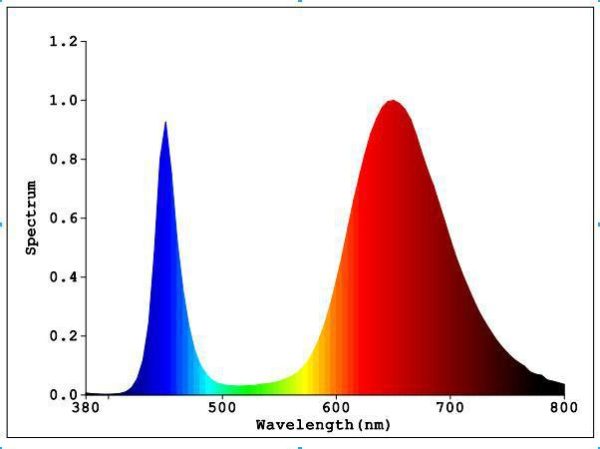 Luces para cultivar suculentas