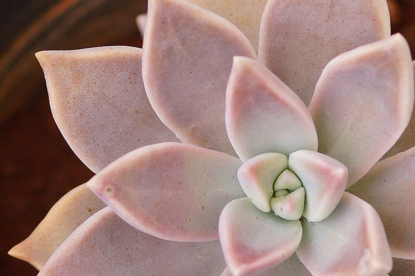 Detalle de las hojas de la madreperla