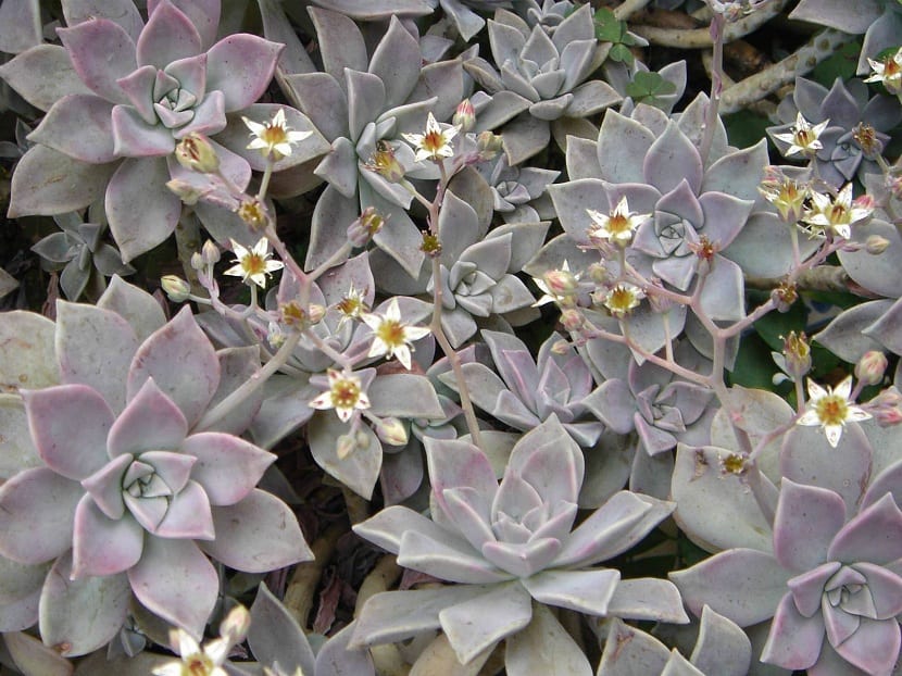 Graptopetalum paraguayense florecida