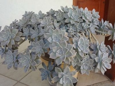Rosetas nacaradas de Graptopetalum paraguayense