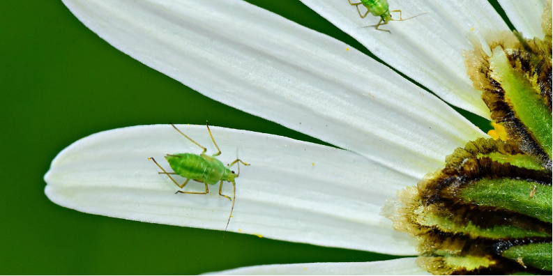 Make-Up para plantas