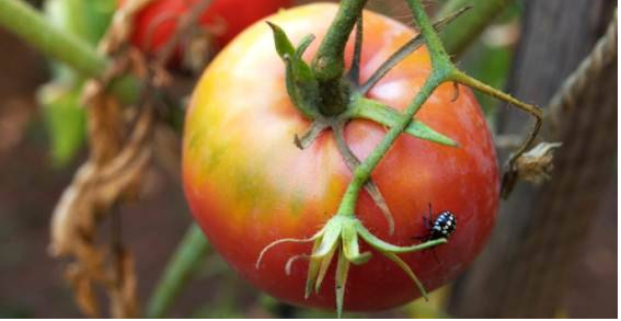 Make-Up para plantas