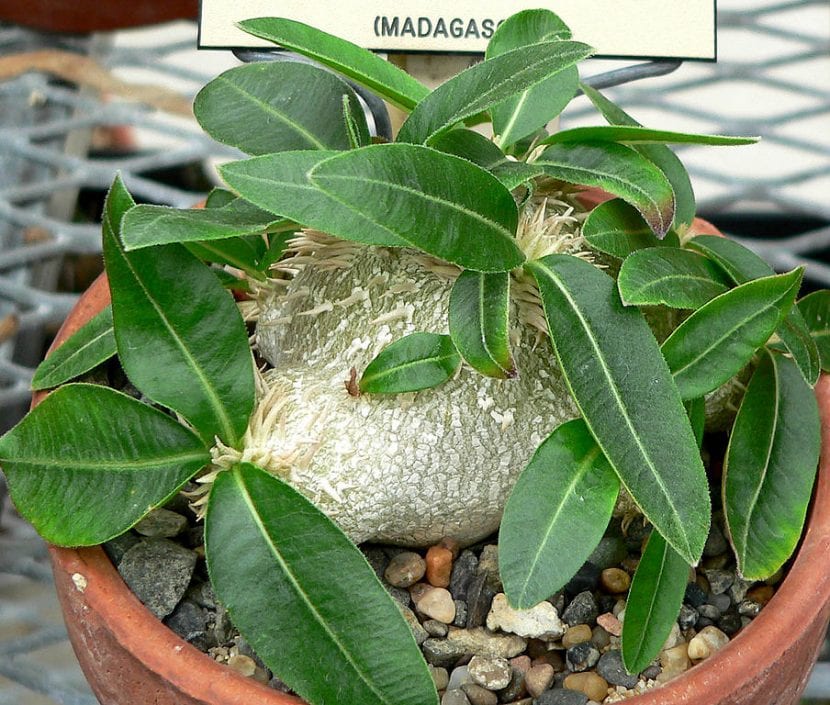 El Pachypodium brevicaule es una especie pequeña