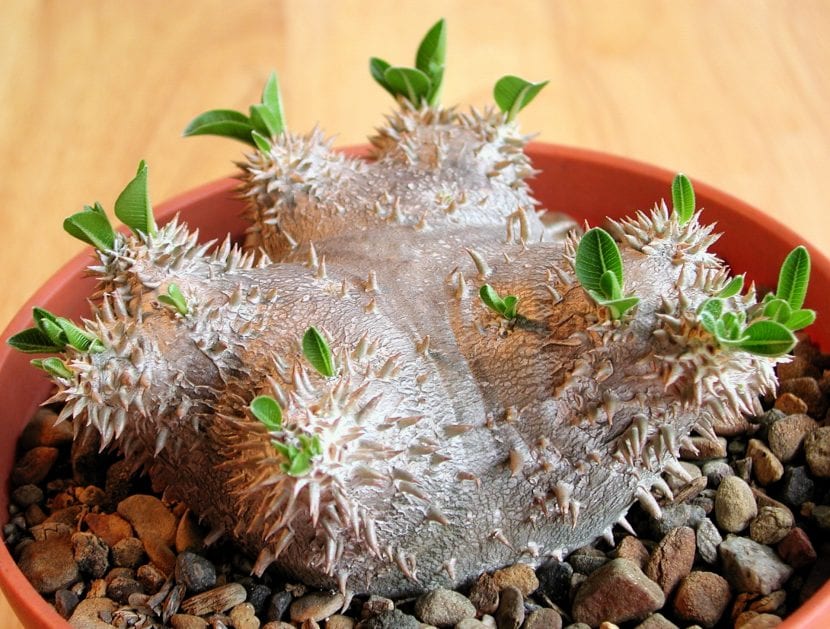 Vista del Pachypodium brevicaule