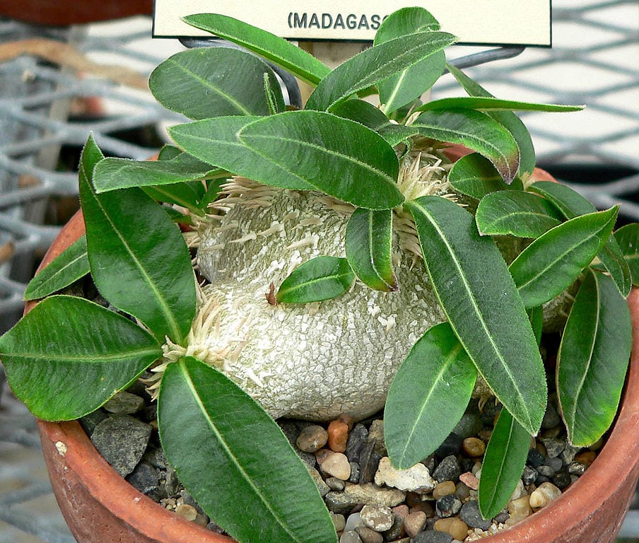 Pachypodium: caudex, látex tóxico y cuidados reales
