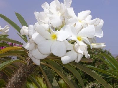 Pachypodium en flor con corolas de cinco pétalos
