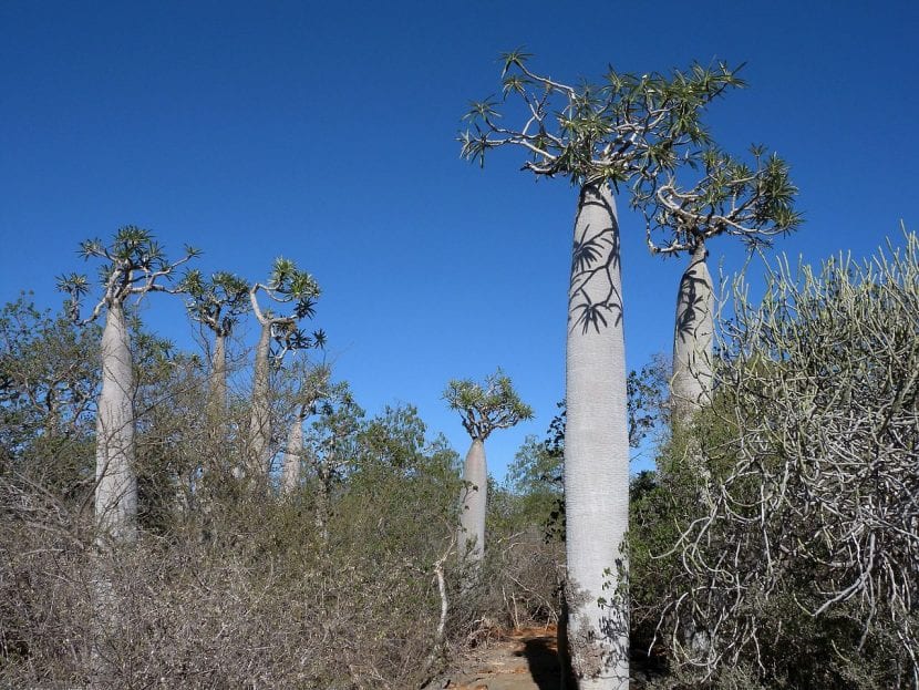 El Pachypodium geayi es un árbol suculento
