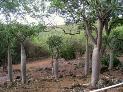 Pachypodium lamerei con tronco espinoso y penacho de hojas en el ápice